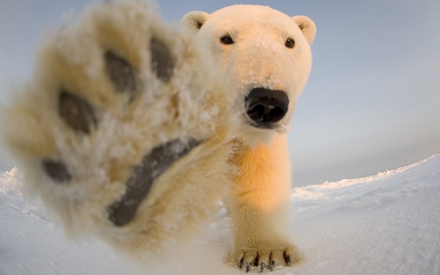 阿拉斯加野生动物保护区北极熊卖萌