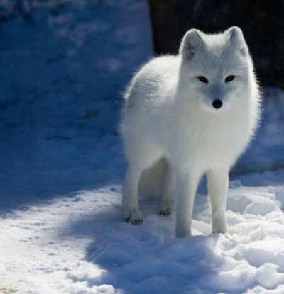 北极狐(白狐,雪狐)是雪地里最敏捷的动物