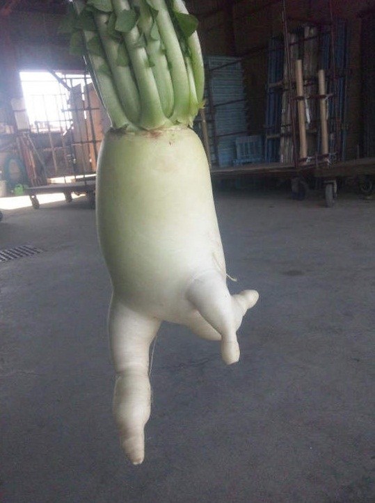 盘点那些成精的萝卜君(组图)