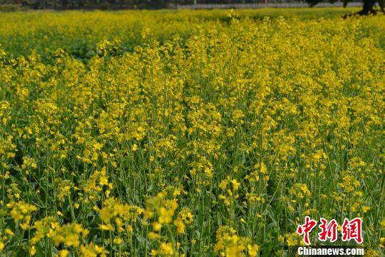 连日来的冬日暖阳却已经催开中国最早的油菜花，图为广东东莞桥头镇骄阳下盛开的油菜花。　安致标　摄