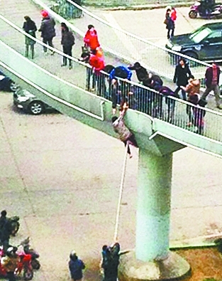 本报讯（记者戴维）昨天下午3点半前后，香港路苗栗路天桥发生了惊险一幕，一名中年女子翻出天桥护栏，在即将掉下去前被路人拉住，最终十余路人纷纷伸援手搭救将女子成功地拉回了安全地带。