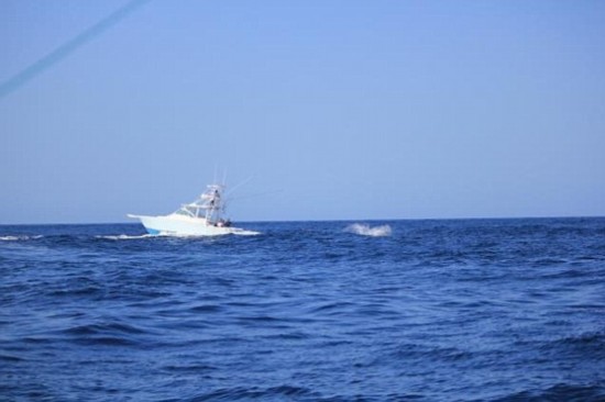 巴拿马附近海域一渔船被巨大枪鱼掀翻沉没(图