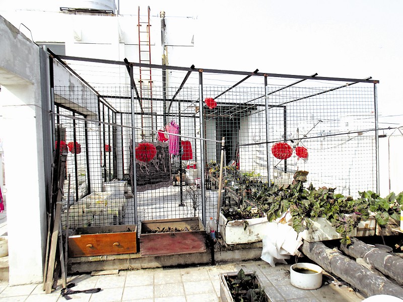 武汉一小区业分割楼顶种菜养鸽子 楼下住户吐槽诉苦