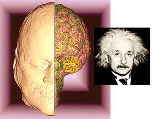 爱因斯坦负责高级思维过的大脑皮层与常人有别