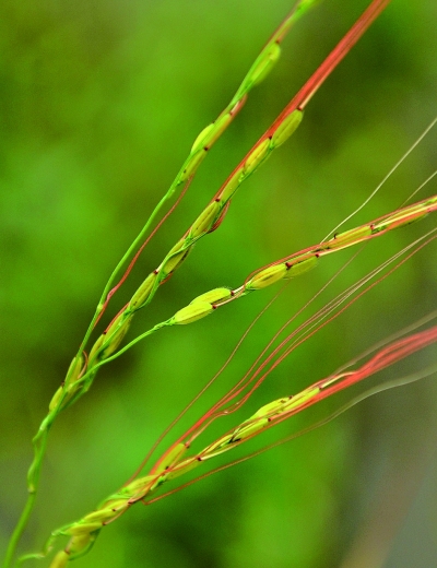海南湿地发现珍贵野生稻。新华社