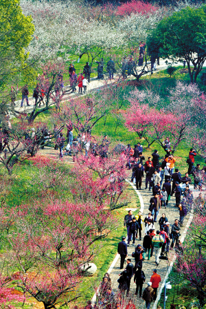 超山风景区位于杭州市东北29公里处,由于气候适宜,自二月初起,梅花