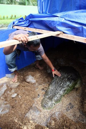 全球最大鳄鱼菲律宾死亡 身长6米曾吃掉一农夫