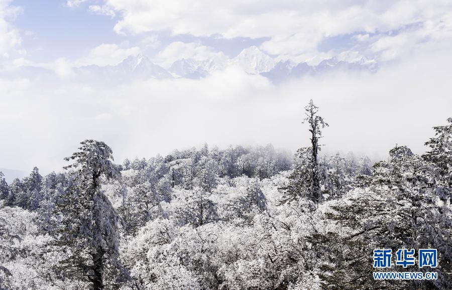 王岗坪山上的树挂(2月13日摄).