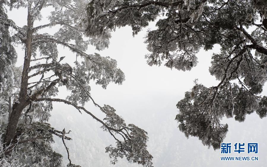 王岗坪山上的树挂(2月13日摄).