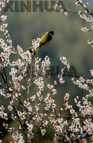 2月15日,一只小鸟在黄山脚下休宁金佛山上的梅花枝头上戏嬉.图片