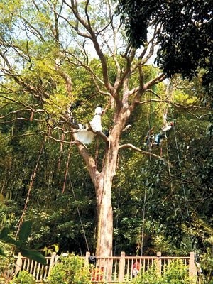 大树约20米高,5名摄影师也挂在树上,从不同角度拍摄.图片
