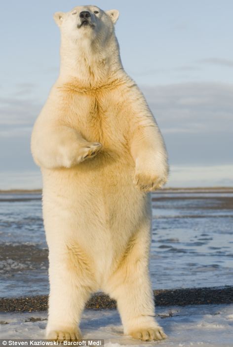 美摄影师拍阿拉斯加熊之乡熊样百出\/组图