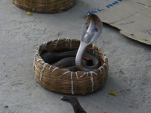 人文地理专题 全球神秘蛇文化    吹木笛舞蛇是印度的一项传统民间