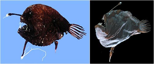 (ֽк)linophryne bicornis()