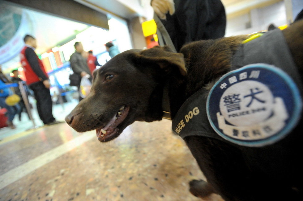 今年4岁的"东东"是成都铁路公安处警犬基地的一条雌性拉布拉多犬,今年