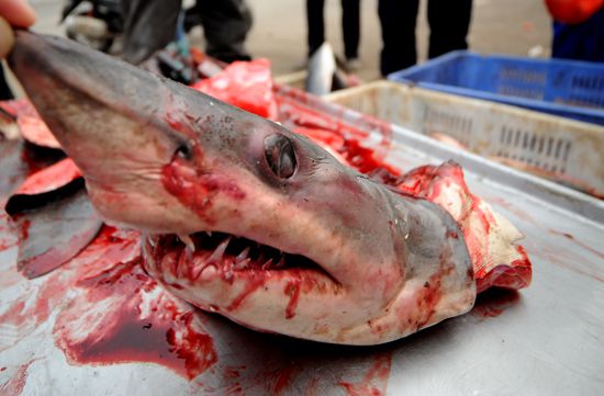 鲨鱼通体蓝灰色,腹部呈白色,张着大口,一颗颗如同尖刺一样的牙