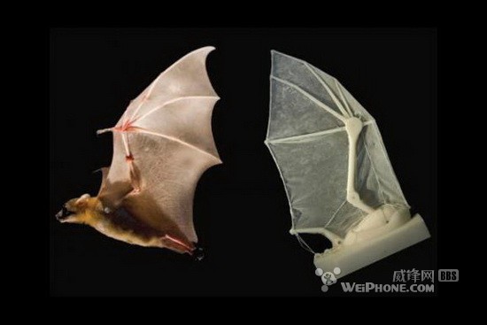美研究人员用机器翼揭蝙蝠飞行原理(图)