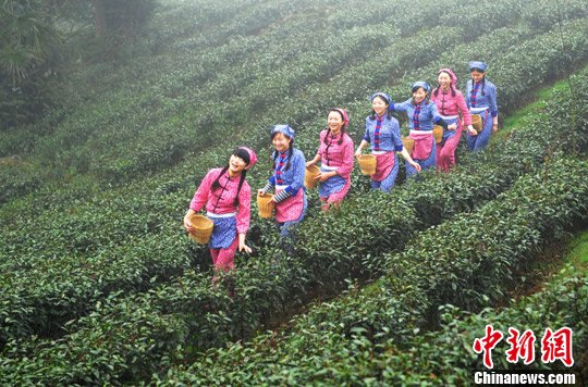 图为峨眉山景区内的高山林间茶农采茶忙.中新社发 刘忠俊 摄