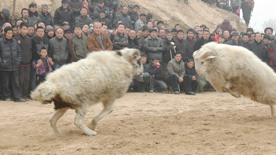 濮阳县举办第二十一届斗羊大赛 100多百头斗羊参赛(图)