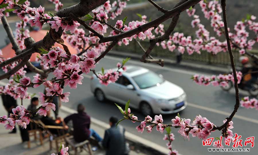 龙泉驿真假桃花抢客忙(组图)