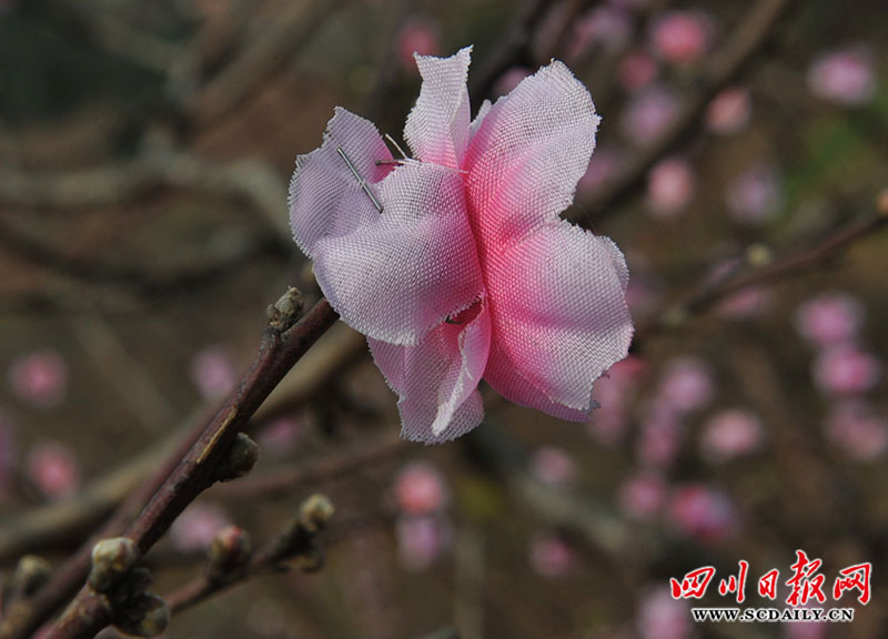 游客们开着车子到处寻找真桃花.