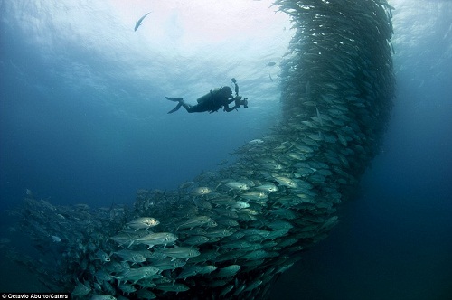 摄影师水下拍摄鱼群龙卷风
