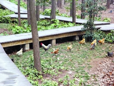 现在这片草坪竟然变成了一个"养鸡场",30多只鸡满地乱跑,散发着一股股