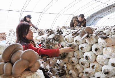 2月27日,阳城县凤城镇湾村农民姬兵霞一家人在食用菌大棚内采收,管护