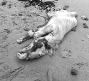 英国威尔士海滩现怪兽尸体(图)