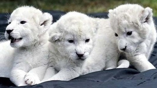 盘点全球最昂贵动物:白狮子幼崽价值13万美元