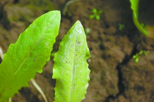 防治油麦菜霜霉病(图)