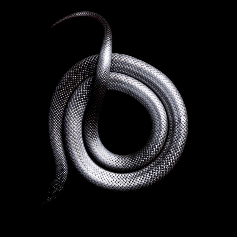 蛇类身体精美花纹:眼睛王蛇体型巨大(组图)-搜狐滚动