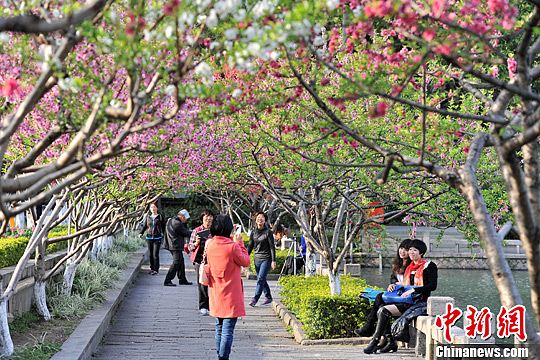 3月5日,市民在福州西湖公园游玩游玩,赏花.中新社发 吕明 摄