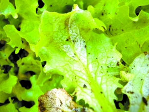 防治生菜霜霉病(图)