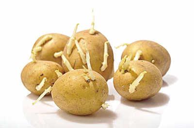 土豆发芽有毒,是因为产生了一种叫龙葵碱的毒
