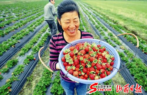 人勤春来早田间春意浓(图)