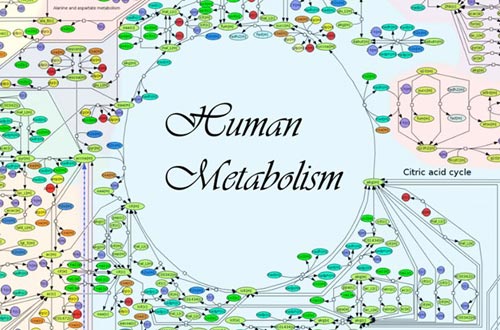 这幅图像是到目前为止最为精确的人体代谢图，它能够用来研究各种与代谢有关的疾病。