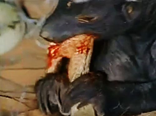 世界最胆大动物蜜獾:咬死毒蛇中毒后继续食用(组图)
