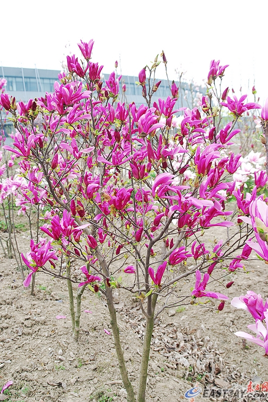 图片说明:3月,上海辰山植物园内,早春的风吹醒了许多花儿.