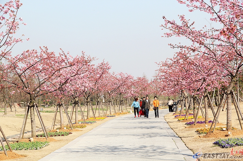 图片说明:3月,上海辰山植物园内,早春的风吹醒了许多花儿.