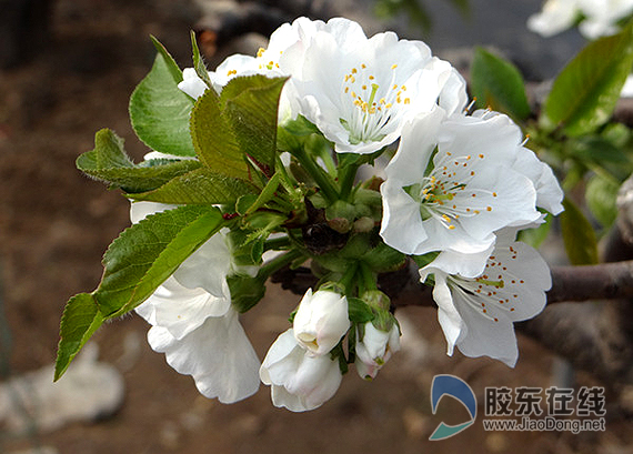 樱桃花开+春香满园(图)