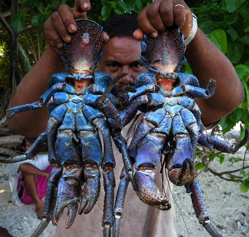 世界现存最大节肢动物:椰子蟹长变态生长\/组图