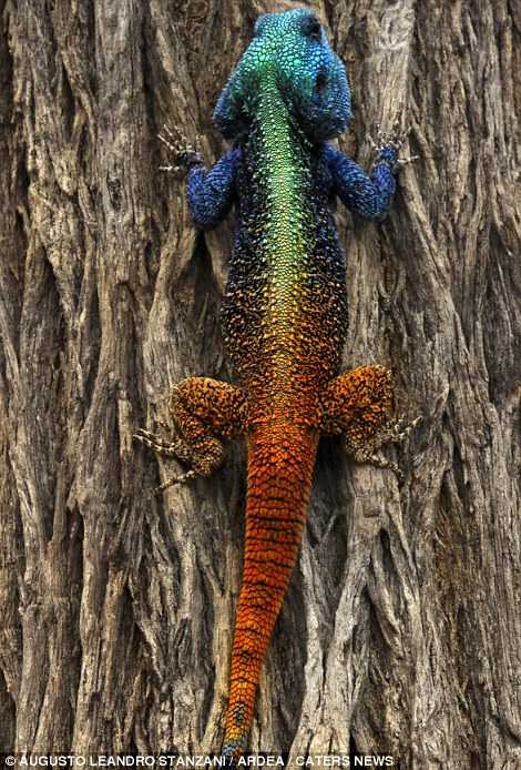 抓拍全球大自然颜色最鲜艳动物:色彩斑斓(组图)