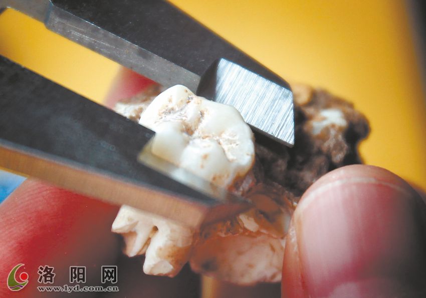 工作人员正在测量古人类牙齿化石