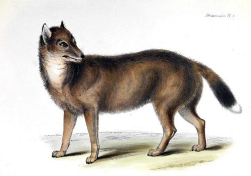 福克兰群岛野犬,又称福克兰狼,灭绝于1876年.