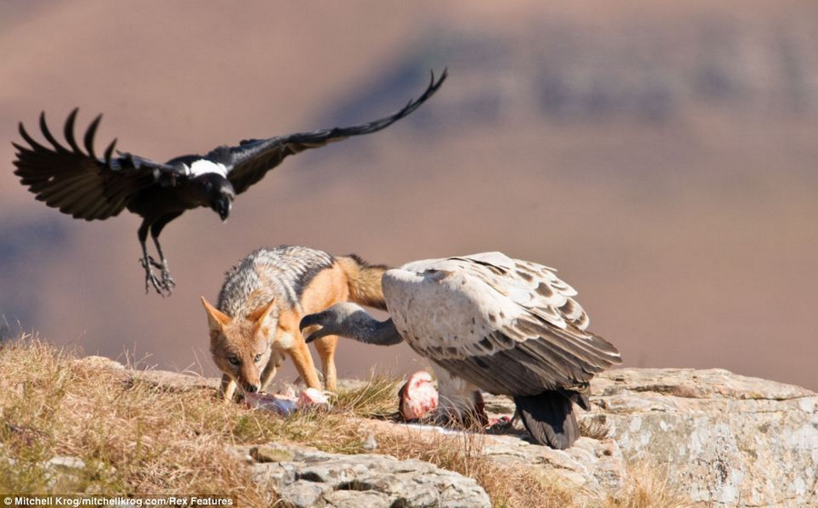 南非秃鹫与豺狼争食失败悻然离去(组图)