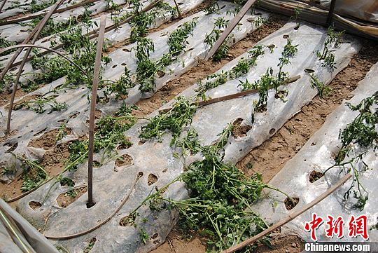 3月9日夜间，一场大风袭击江苏大丰市，当地农业塑料大棚惨遭“蹂躏”，农作物损失严重。图为大棚的塑料薄膜纸被大风扯烂。周旭才　摄