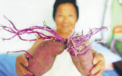土豆发芽有毒,是因为产生了一种叫龙葵碱的毒素