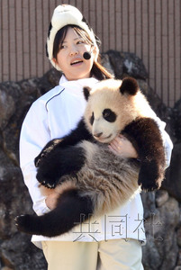 日本和歌山去年8月出生熊猫首次室外亮相(图)