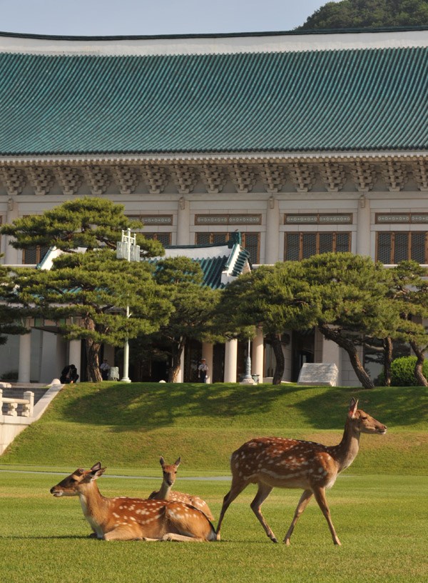 韩国总统府的梅花鹿已然成为青瓦台的“明星”。
